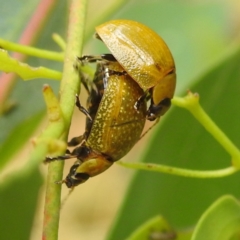 Paropsisterna cloelia (Eucalyptus variegated beetle) at Stromlo, ACT - 3 Jan 2022 by HelenCross