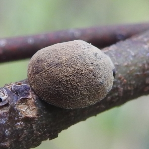 Trachymela sp. (genus) at Stromlo, ACT - suppressed