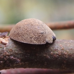 Trachymela sp. (genus) at Stromlo, ACT - suppressed