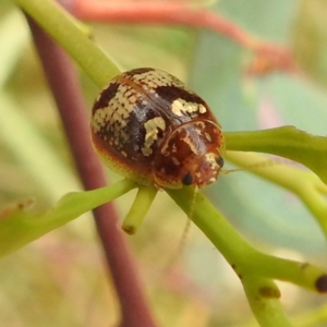 Paropsisterna sp. ("Ch11" of DeLittle 1979) at Stromlo, ACT - 4 Jan 2022