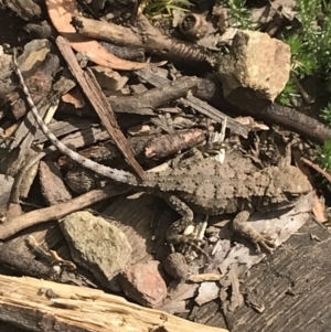 Rankinia diemensis at Cotter River, ACT - 28 Dec 2021