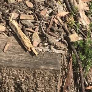 Rankinia diemensis at Cotter River, ACT - 28 Dec 2021