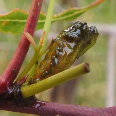 Oxyops sp. (genus) (Oxyops weevil) at Stromlo, ACT - 4 Jan 2022 by HelenCross