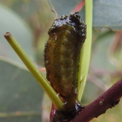 Oxyops sp. (genus) at Stromlo, ACT - suppressed