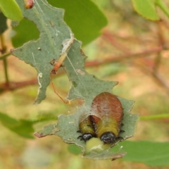 Paropsisterna beata (Blessed Leaf Beetle) at Stromlo, ACT - 3 Jan 2022 by HelenCross