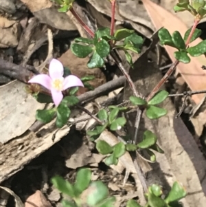 Boronia algida at Cotter River, ACT - suppressed