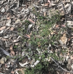 Boronia algida at Cotter River, ACT - suppressed