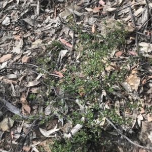 Boronia algida at Cotter River, ACT - 28 Dec 2021