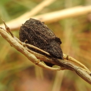 Cryptocephalinae (sub-family) at Stromlo, ACT - 4 Jan 2022