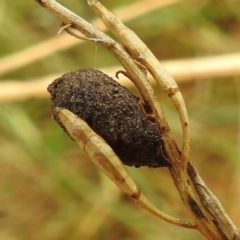 Cryptocephalinae (sub-family) at Stromlo, ACT - 4 Jan 2022