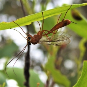 Ichneumonidae (family) at Stromlo, ACT - 4 Jan 2022