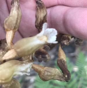 Gastrodia procera at Cotter River, ACT - suppressed