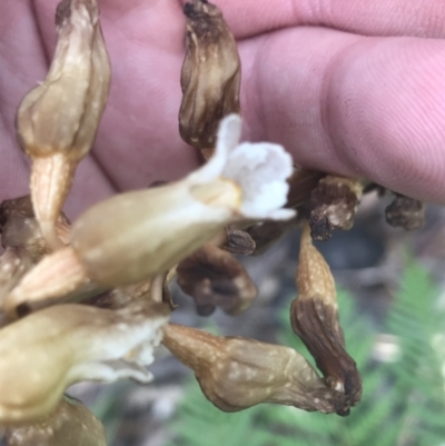 Gastrodia procera (Tall Potato Orchid) at Cotter River, ACT - 27 Dec 2021 by Tapirlord