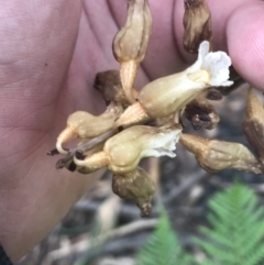 Gastrodia procera at Cotter River, ACT - suppressed