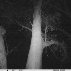 Trichosurus vulpecula (Common Brushtail Possum) at Leneva, VIC - 16 Sep 2021 by DMeco