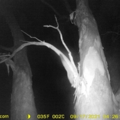 Petaurus norfolcensis (Squirrel Glider) at Leneva, VIC - 16 Sep 2021 by DMeco