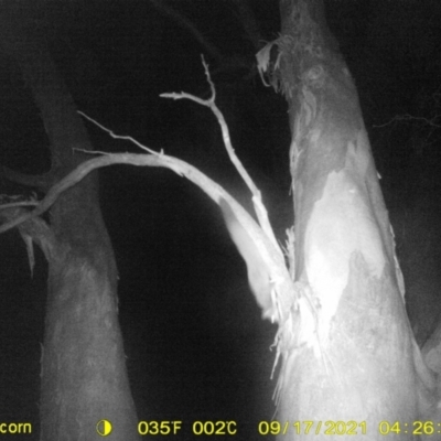 Petaurus norfolcensis (Squirrel Glider) at Leneva, VIC - 17 Sep 2021 by DMeco