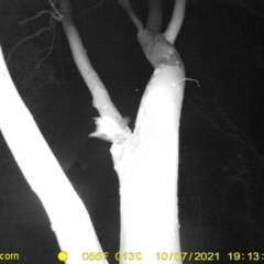 Trichosurus vulpecula (Common Brushtail Possum) at Wodonga, VIC - 7 Oct 2021 by DMeco