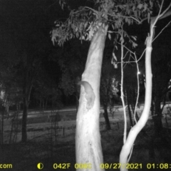 Petaurus norfolcensis (Squirrel Glider) at Bandiana, VIC - 27 Sep 2021 by DMeco