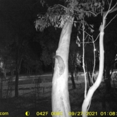 Petaurus norfolcensis (Squirrel Glider) at Bandiana, VIC - 26 Sep 2021 by DMeco