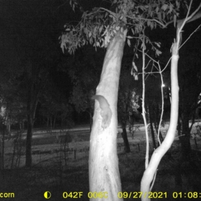 Petaurus norfolcensis (Squirrel Glider) at Bandiana, VIC - 27 Sep 2021 by DMeco