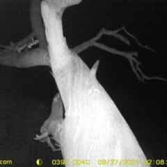 Petaurus norfolcensis (Squirrel Glider) at Baranduda, VIC - 27 Sep 2021 by DMeco