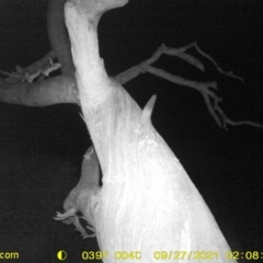 Petaurus norfolcensis (Squirrel Glider) at Baranduda, VIC - 26 Sep 2021 by DMeco