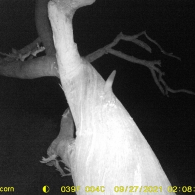 Petaurus norfolcensis (Squirrel Glider) at Baranduda, VIC - 27 Sep 2021 by DMeco