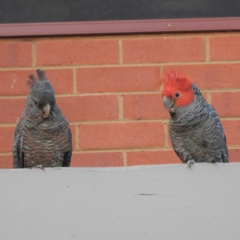 Callocephalon fimbriatum (Gang-gang Cockatoo) at Acton, ACT - 2 Jan 2022 by HelenCross