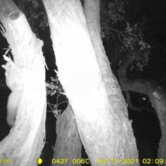 Petaurus norfolcensis (Squirrel Glider) at Baranduda, VIC - 13 Sep 2021 by DMeco