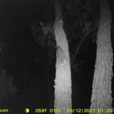 Petaurus norfolcensis (Squirrel Glider) at Wodonga, VIC - 12 Sep 2021 by DMeco
