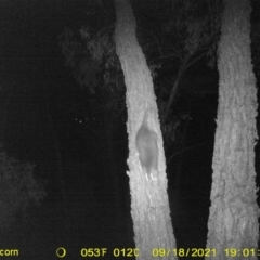 Pseudocheirus peregrinus (Common Ringtail Possum) at Wodonga, VIC - 18 Sep 2021 by DMeco