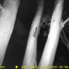 Petaurus norfolcensis (Squirrel Glider) at Leneva, VIC - 12 Sep 2021 by DMeco