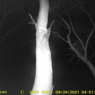 Petaurus norfolcensis (Squirrel Glider) at Baranduda, VIC - 24 Sep 2021 by DMeco