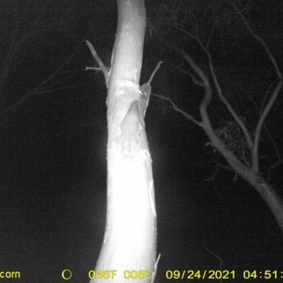 Petaurus norfolcensis (Squirrel Glider) at Baranduda, VIC - 23 Sep 2021 by DMeco