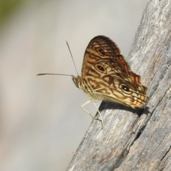 Geitoneura acantha (Ringed Xenica) at Acton, ACT - 2 Jan 2022 by HelenCross