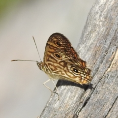 Geitoneura acantha at Acton, ACT - 3 Jan 2022