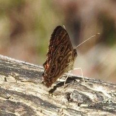 Geitoneura acantha at Acton, ACT - 3 Jan 2022