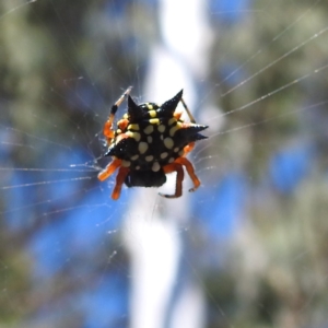 Austracantha minax at Acton, ACT - 3 Jan 2022 09:55 AM