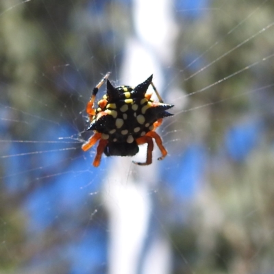 Austracantha minax (Christmas Spider, Jewel Spider) at Acton, ACT - 3 Jan 2022 by HelenCross