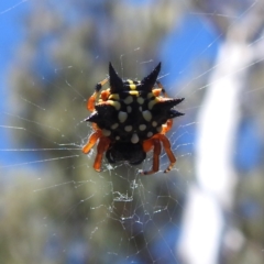 Austracantha minax at Acton, ACT - 3 Jan 2022