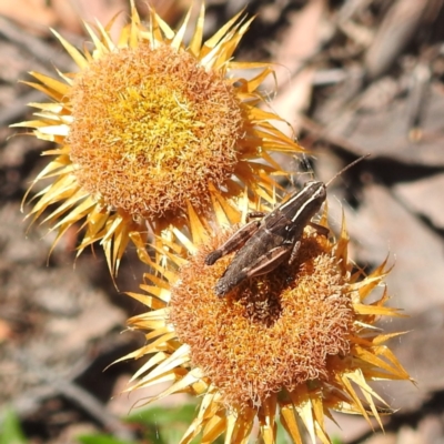 Phaulacridium vittatum (Wingless Grasshopper) at Acton, ACT - 2 Jan 2022 by HelenCross