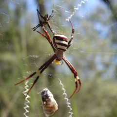 Unidentified Orb-weaving spider (several families) at Vincentia, NSW - 3 Jan 2022 by RobG1