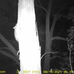 Trichosurus vulpecula (Common Brushtail Possum) at Baranduda, VIC - 18 Sep 2021 by DMeco