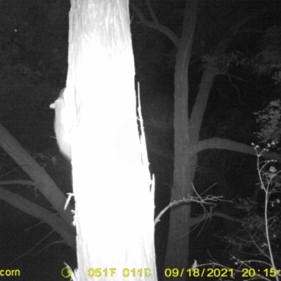 Trichosurus vulpecula (Common Brushtail Possum) at Baranduda, VIC - 18 Sep 2021 by DMeco