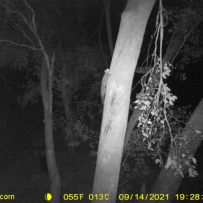 Petaurus norfolcensis (Squirrel Glider) at Baranduda, VIC - 14 Sep 2021 by DMeco