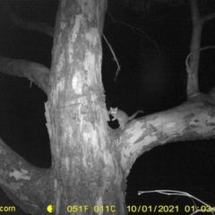 Trichosurus vulpecula (Common Brushtail Possum) at Bandiana, VIC - 30 Sep 2021 by DMeco