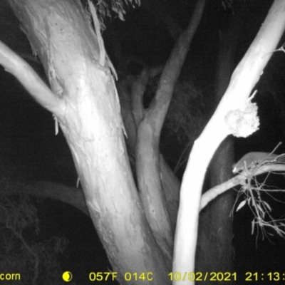 Petaurus norfolcensis (Squirrel Glider) at Bandiana, VIC - 2 Oct 2021 by DMeco