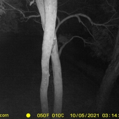 Petaurus norfolcensis (Squirrel Glider) at Baranduda, VIC - 5 Oct 2021 by DMeco