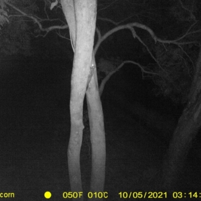 Petaurus norfolcensis (Squirrel Glider) at Baranduda, VIC - 4 Oct 2021 by DMeco